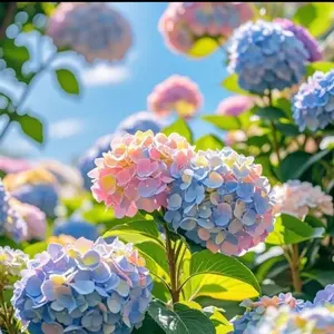 30PCS Mixed Hydrangea Seeds Stunning Colorful Blooms for Garden Borders Containers Flower Beds Year-Round Beauty elegant