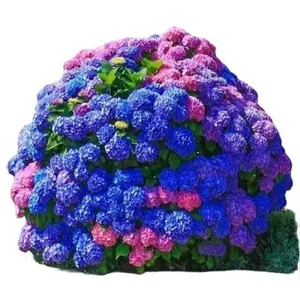 25pcs Blue Pink Purple Hydrangea - Beautiful and Hardy Perennial Flower