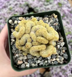 Golden Brain Cactus, Red Brain Cactus, Crested Cactus, Mammillaria Cristata Cactus, Rare Cactus, Unique Plant in 4" pot