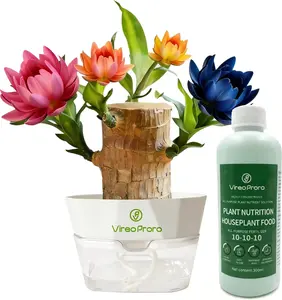 2026 Lucky Brazilian Wood Potted Plant – Mini Brazil Wood for Hydroponics, 2025 New Desktop Decor with Plastic Tray Gift Ornaments