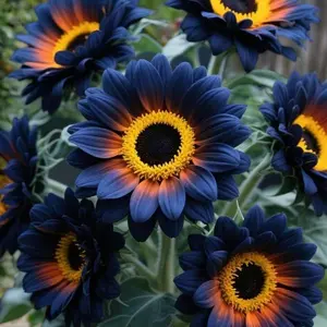 Midnight Blaze Sunflower 50 pcs Seeds-Heirloom Non-GMO Mix of 15 Varieties-Individually Packaged,Pollinator-Friendly(Helianthus annuus)