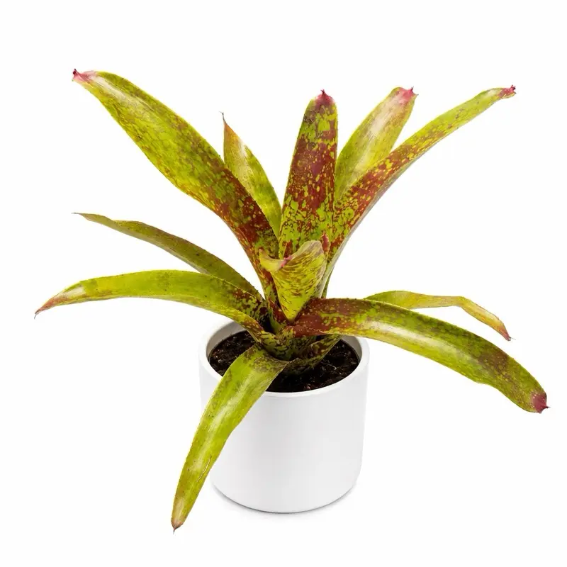Neoregelia Tango Mango Live Bromeliad Plant - 6" Pot Rare Tropical Indoor Houseplant with Vibrant Foliage for Home Decor, Plant Collectors