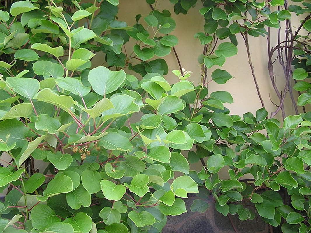 Kiwi Fruit Seeds (25 Seeds) Kiwi, Kiwi Fruit, Chinese Gooseberry, Actinidia chinensis, Actinidia,