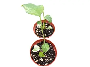 Monstera deliciosa mint variegated (seedling)