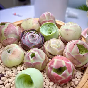 Aeonium aureum 3/6/12-Pack Live Succulent Plants, Approx. 1 Inch – Rare Colorful Succulents, Bare Root (No Pot), Easy Care, Beginner Friendly, Indoor Plant, Home & Garden Decor, Plant Lover Gift