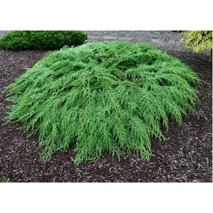 Microbiota decussata - Russian Cypress