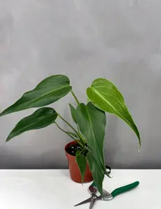 Monstera Burle Marx Flame