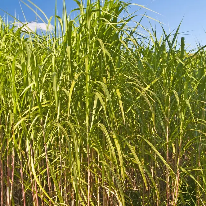 1,000 Switchgrass Seeds for Planting - Fast Growing Prairie Grass