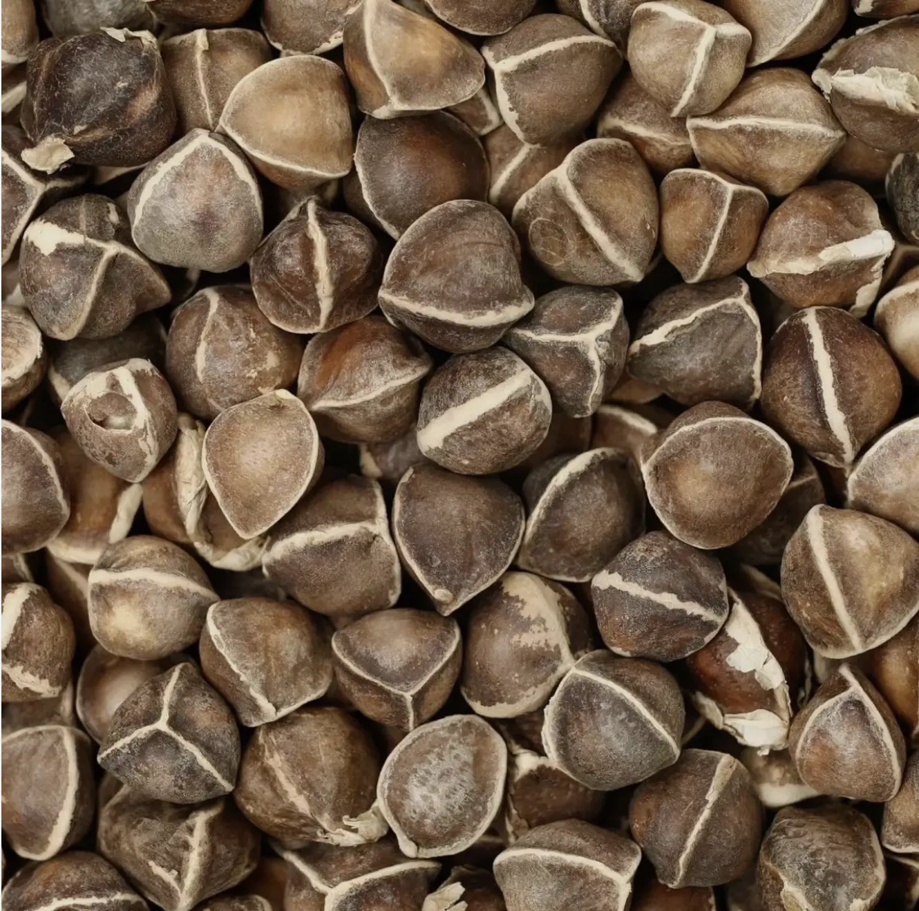 Moringa Seeds Premium PKM1 Variety | Snacking & Planting | Non-GMO | Wildcrafted Drumstick Tree (Malunggay) | Moringa Oleifera Semillas Imported from Mexico