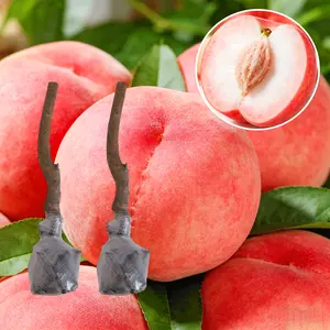 (ML#FF) Live Peach Tree Seedling Fruit Plant for Backyard Garden Outdoor or Container Growing