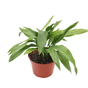 Aspidistra Elatior 'Milky Way' - 8" from California Tropicals