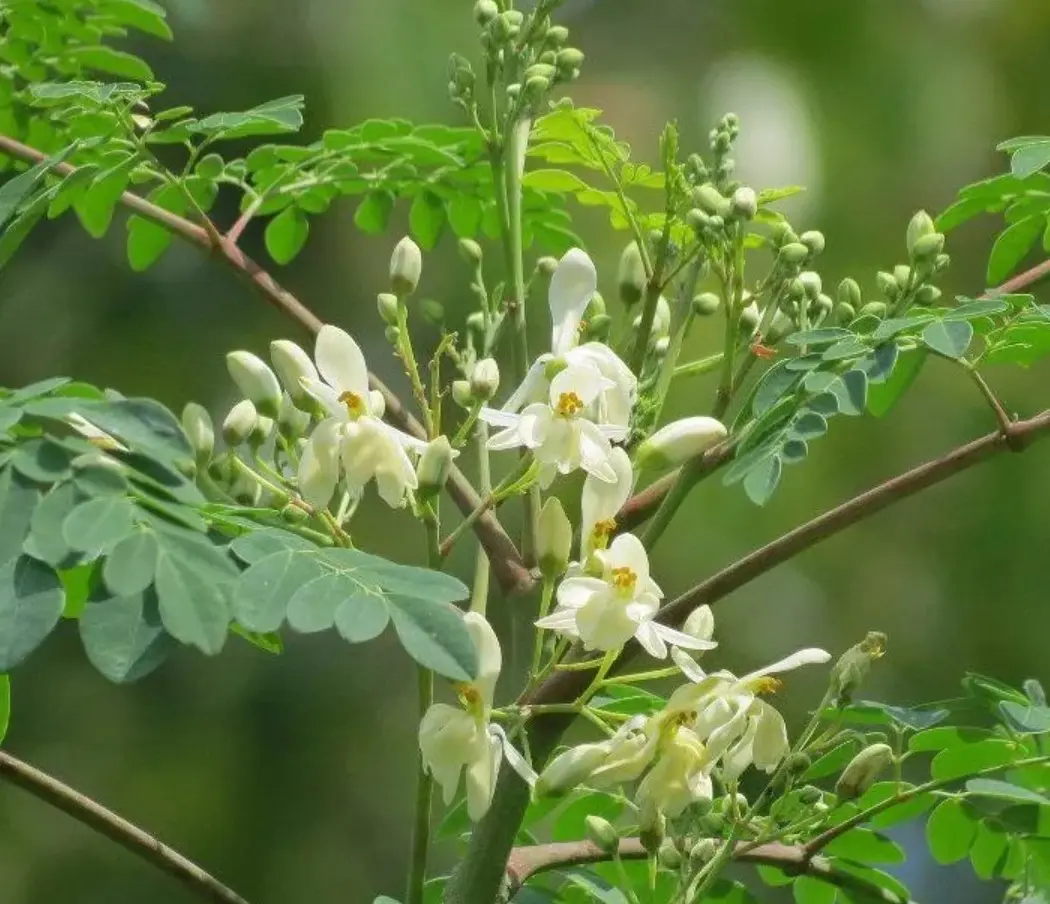 25 Moringa Seeds for Planting - Drumstick Trees - Malunggay Tree - Moringa  Tree Drumstick Oleifera Moringa Plants for Outdoor Garden - TikTok Shop