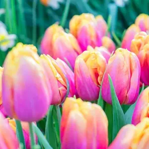 100+ Pink Passion Tulip Heirloom Bulbs for Planting - Easy-to-grow Garden Seeds - Perfect for Zones 3-8 - Ideal Gift or Personal Garden Addition - Perennial Flower Seeds