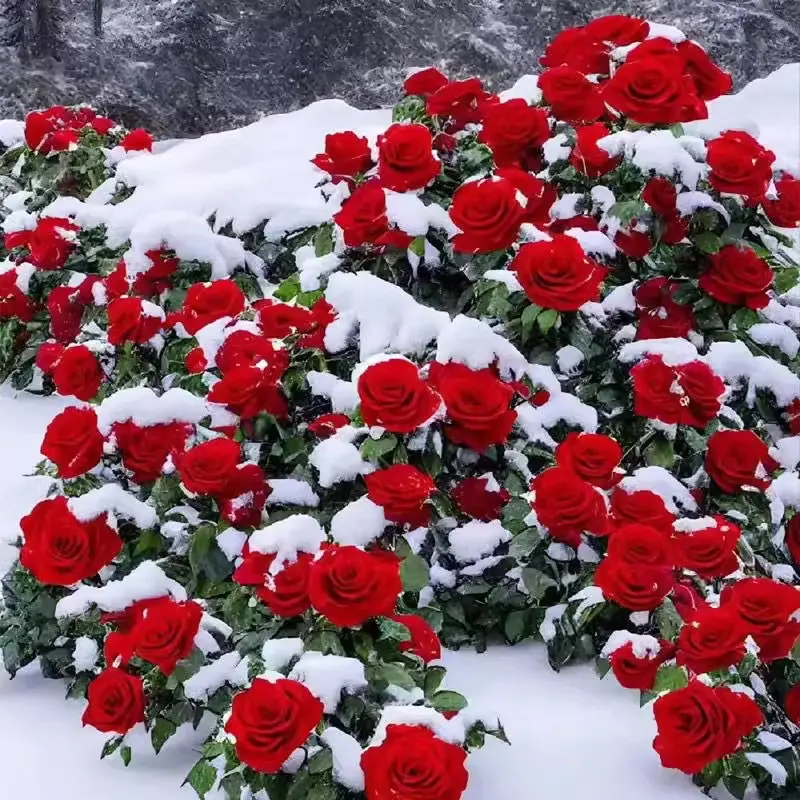 200 Pcs Rose seeds are easily raised when sown outdoors