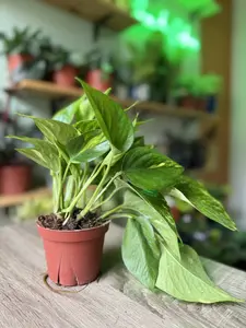 4" Golden Pothos - Beginner - friendly plant, fast-growing, trailing vines.