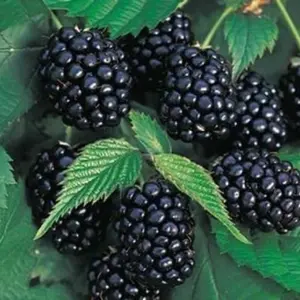 100+ Rare Thornless Blackberry Fruit Plant Garden Seeds - Heirloom, Non-gmo, Easy to Grow