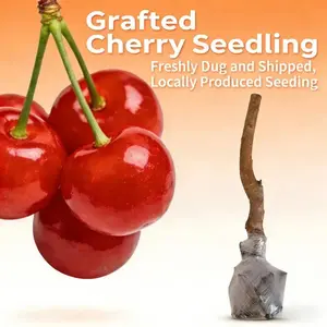 Cherry Tree Live Plant – Sweet Red Cherry Fruit Tree Seedling, Heirloom Non-GMO Hardy Cherry Plant Starter for Outdoor Garden, Backyard Orchard, Fast Growing Dwarf Cherry Tree, Cold Hardy Perennial Fruit Tree for Patio Yard Planting