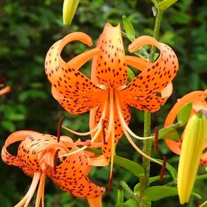 Tiger Lily Seeds Lilium Columbianum Spotted Flower 100 Seeds