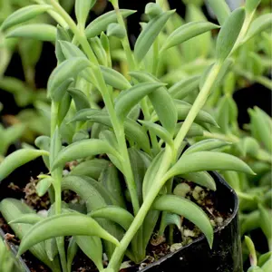 6” String of Banana Succulent