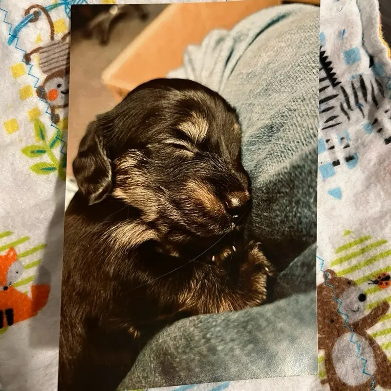 4x4 and 4x6 photo prints