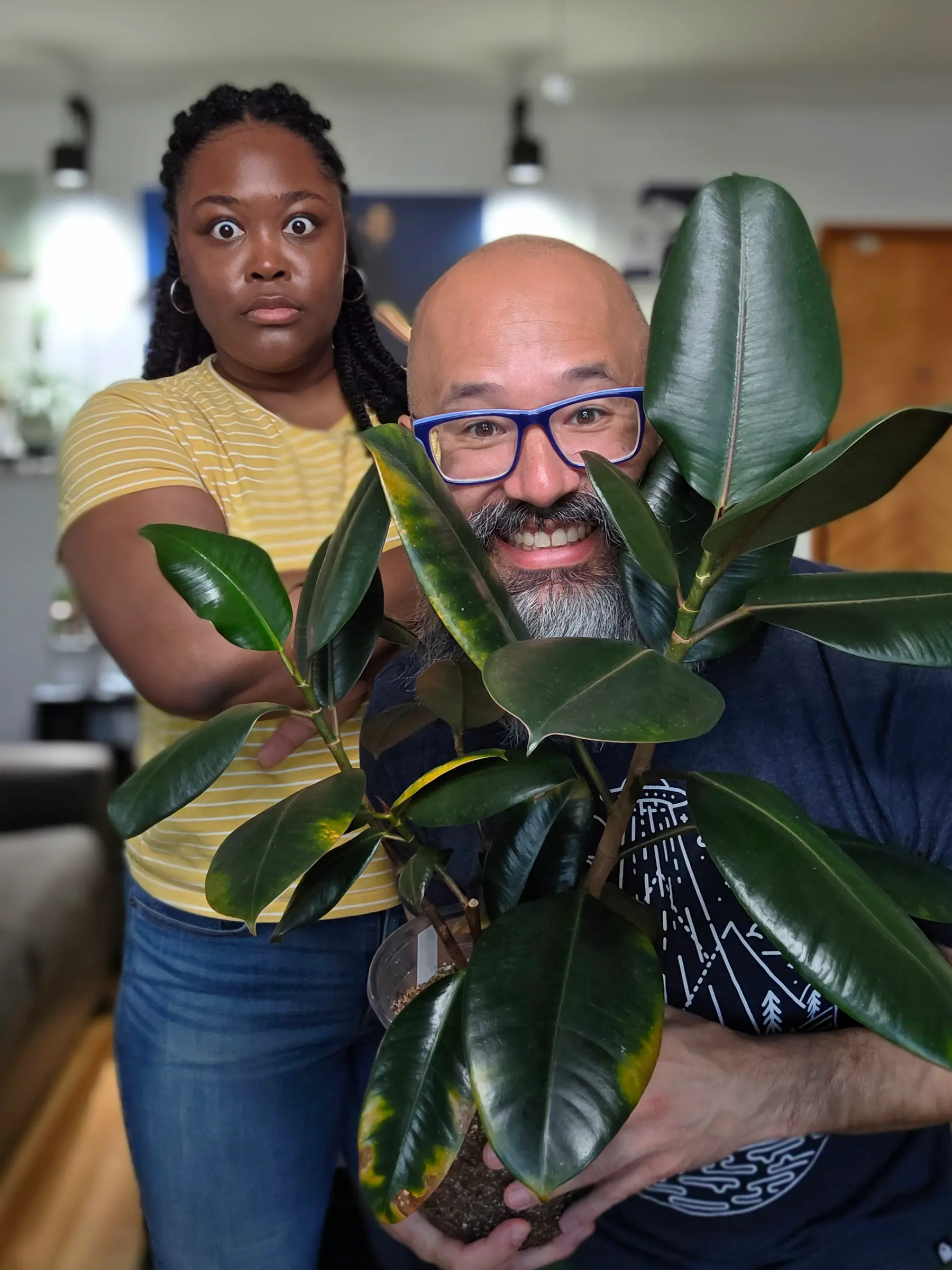 Rubber Tree, Ficus Elastica 'Burgundy', Rubber Fig Tree, Live Houseplant, Indoor Plant