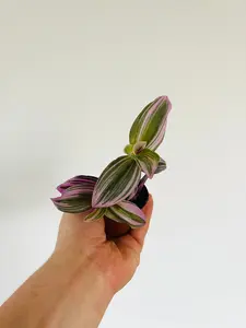 Bubblegum Wandering Dude - Tradescantia Albiflora - 3" Pot