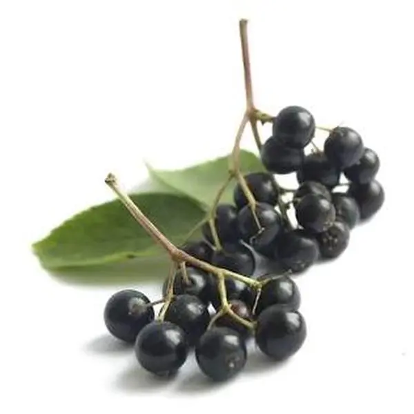elderberry seeds elderberry seeds