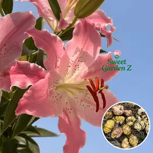 Annual flowering pink lily bulbs bag, fragrant potted flowers, suitable for balconies and courtyards, large and bright flowers, long flowering period, easy to manage and high survival rate, novice-friendly, a must for romantic home gardening landscapes