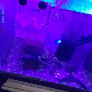 Aquarium Fish Breeder Box Plastic Isolation Breeding Hatching Incubator for Baby Fishes Shrimp Clownfish Guppy 5x3.78x2.61 inches