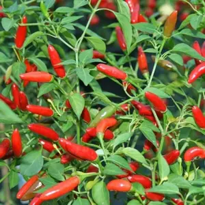 200+ Spicy Piquin Bird Pepper Chili Heirloom Seeds - Premium Non-gmo Garden Seeds for Home Growers
