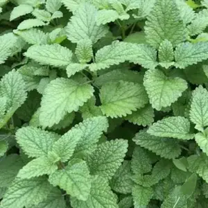 Organic Lemon Balm Plant Plug - Fresh Green Leaves for Herbal Tea & Aromatherapy - Ideal for Gardeners & Herbalists