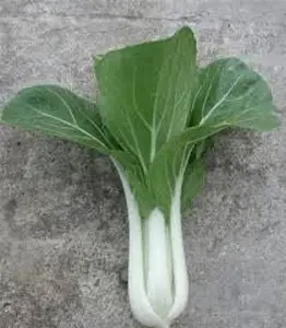 Canton Pak Choi Seeds