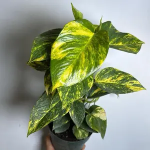 Totem Hawaiian Pothos - Lush Green & Gold Variegated Leaves - Easy to Grow Houseplant for Beginners - Air Purifying Tropical Vine for Indoor Decor