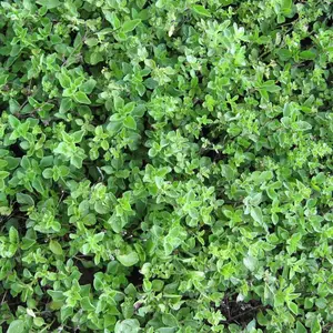 Greek Oregano