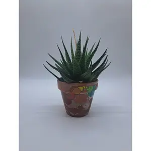 Haworthia in hand painted 4" Terra Cotta Pot
