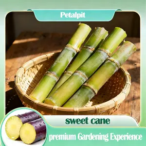 【Buy two, get one free $8.99】Fresh Sweet with Mellow Aftertaste (Not Cloying)! High-Yield Sugarcane Seeds - Easy to Survive & Grow, Perfect for Home Fruit Planting