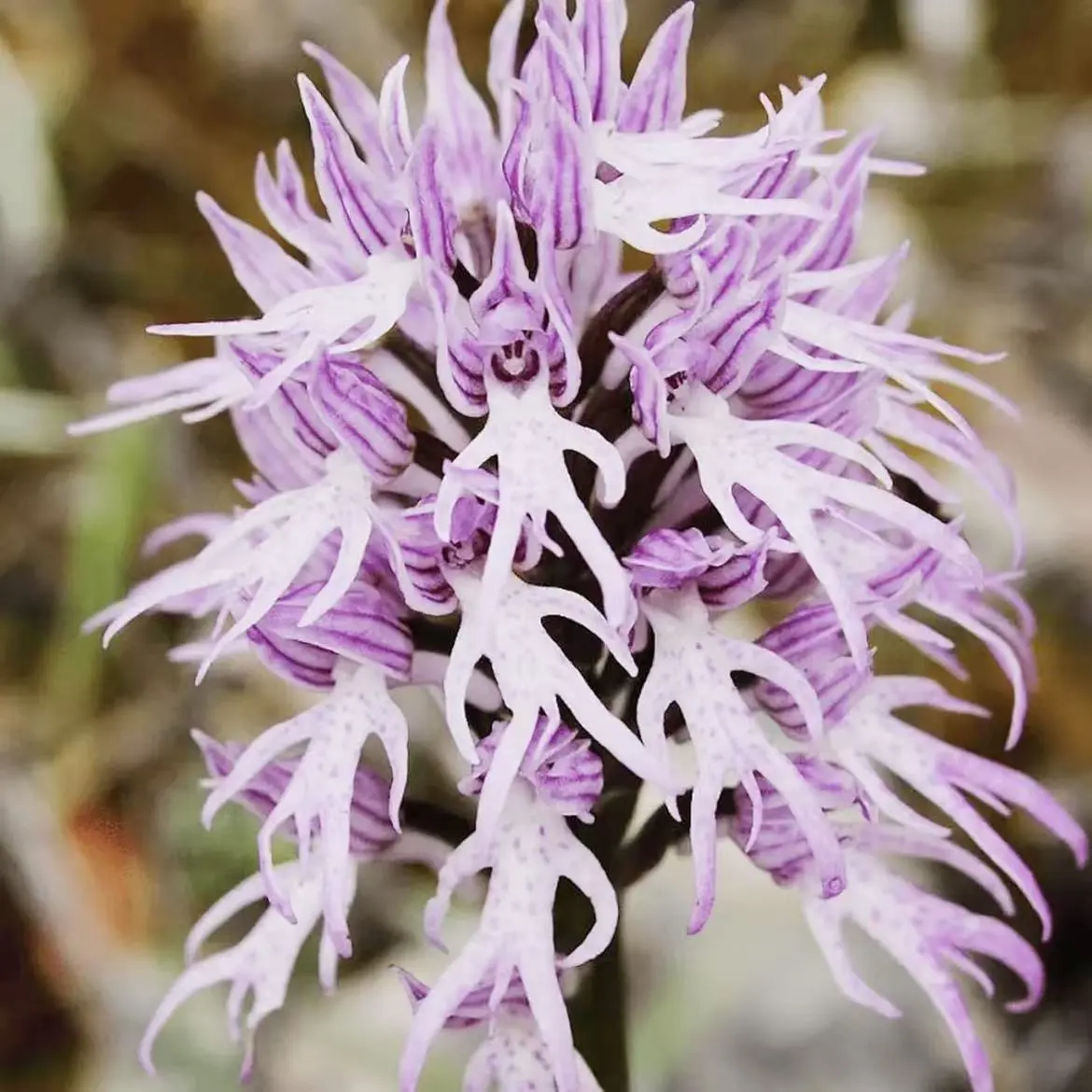 Naked Man Orchid Seeds Orchis Italica Italian Orchid Fascinating Unique  Species Distinctive Intriguing Flower Shape for Gardens Outdoor 200Pcs -  TikTok Shop