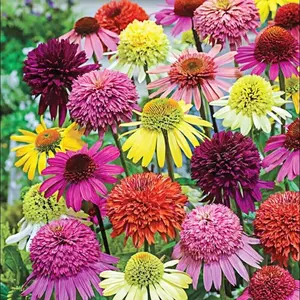 Double Echinacea Seed Mixed Color Flower Seed Mixed Coneflower Heirloom Non GMO Perennial Flowers Easy Grow Drought Tolerant Attracts Bees Butterflies for Garden Beds Borders Cut Flowers
