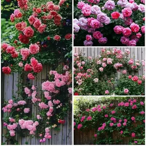 1000 pcs of mixed color climbing rose seeds, rich in color, cold resistant and easy to plant