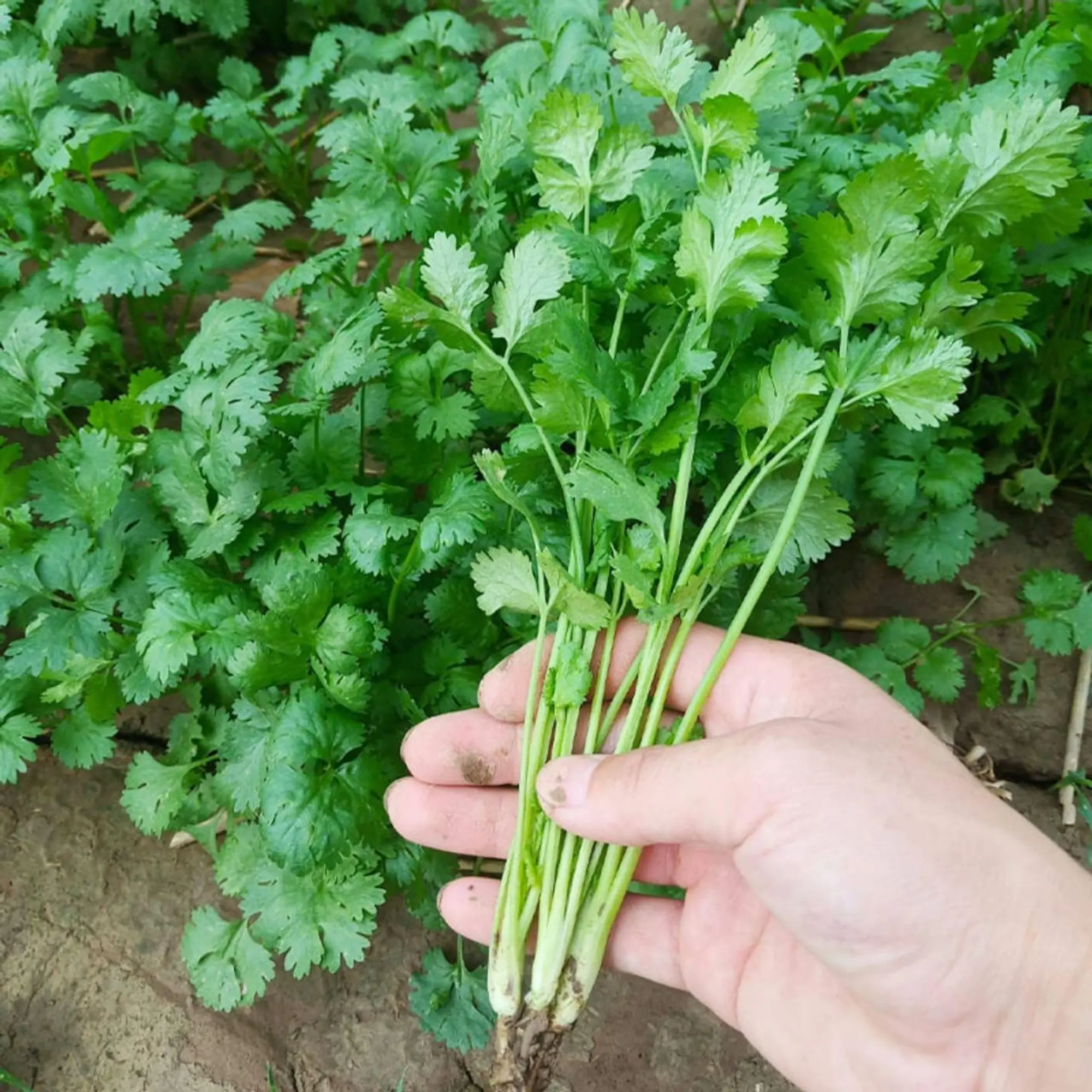 Sow Right Seeds – 1000pcs Cilantro Seeds for Planting – Heirloom Coriander Herb for Outdoor Garden Beds, Pots, and Kitchen Herb Gardens