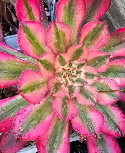 🖤✨ Zwartkin Variegated Aeonium Cutting – The Dark & Mysterious Showstopper! ✨🖤