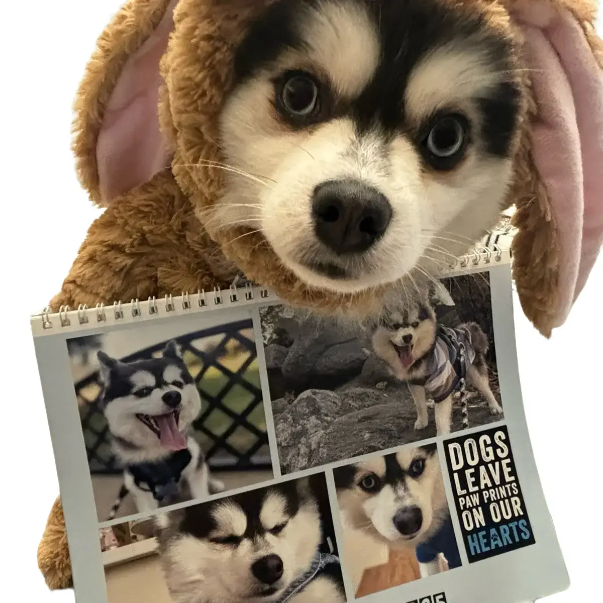 SpikeythePomsky 2025 Dog Calendar - Perfect for Dog Lovers