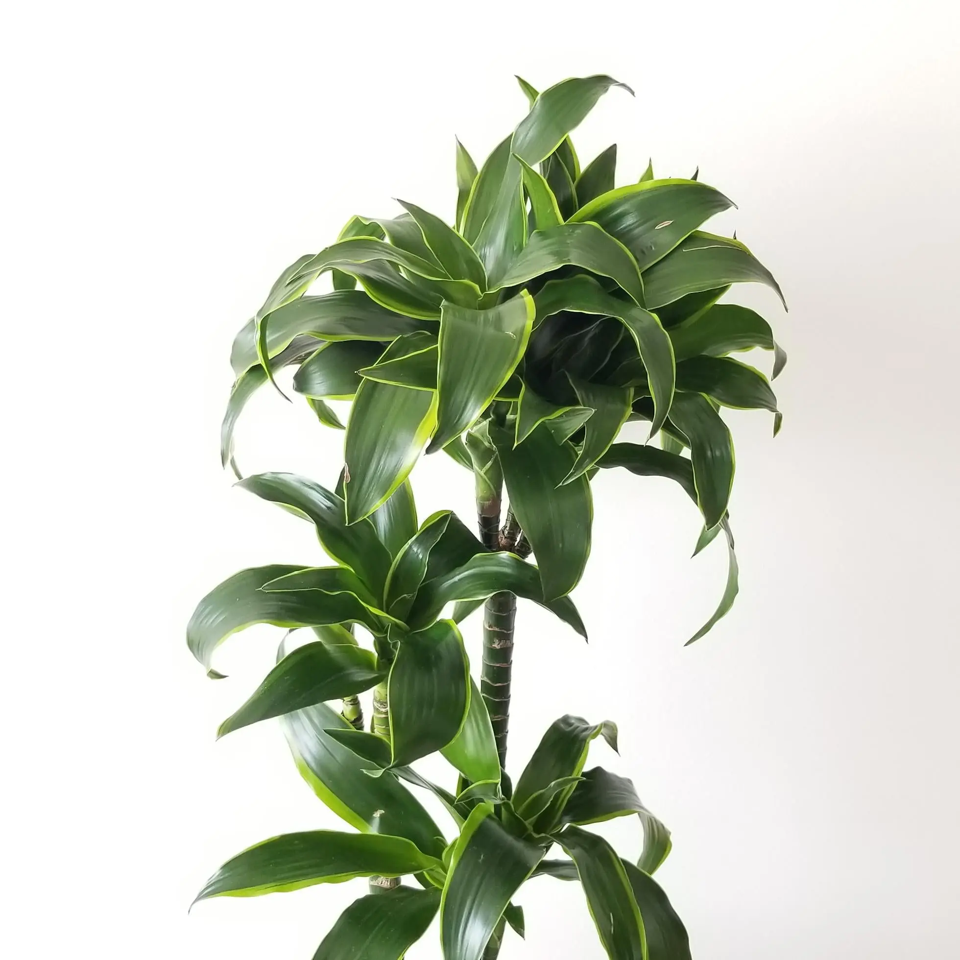 Dracaena Dorado Cane - 3 Staggered Canes - Live Plant in a 10 Inch Pot -  Dracaena Deremensis 'Dorado' - Florist Quality Beautiful Easy Care Indoor  Houseplant - TikTok Shop