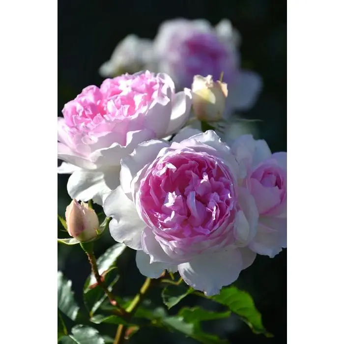 Rose [Martha|] Own Root Live Plant | Takunori Kimura | Japanese Fragrant Rose | Repeat Flowering