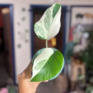 Monstera Albo - Vibrant Green & White Foliage Indoor Plant for Home Decor & Air Purifying Benefits