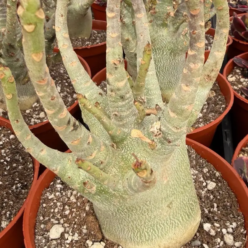Desert Rose