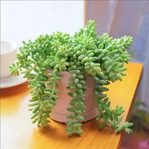 Sedum Morganianum Donkey's Tail Live Succulent Plant 2-4 Inch US-Grown Low-Maintenance Pet-Safe Hanging Plant for Indoor Outdoor Gardens Ideal for Beginners & Plant Parents Indoor Home Decor Gift