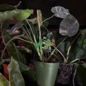 Thai con 6” monstera big