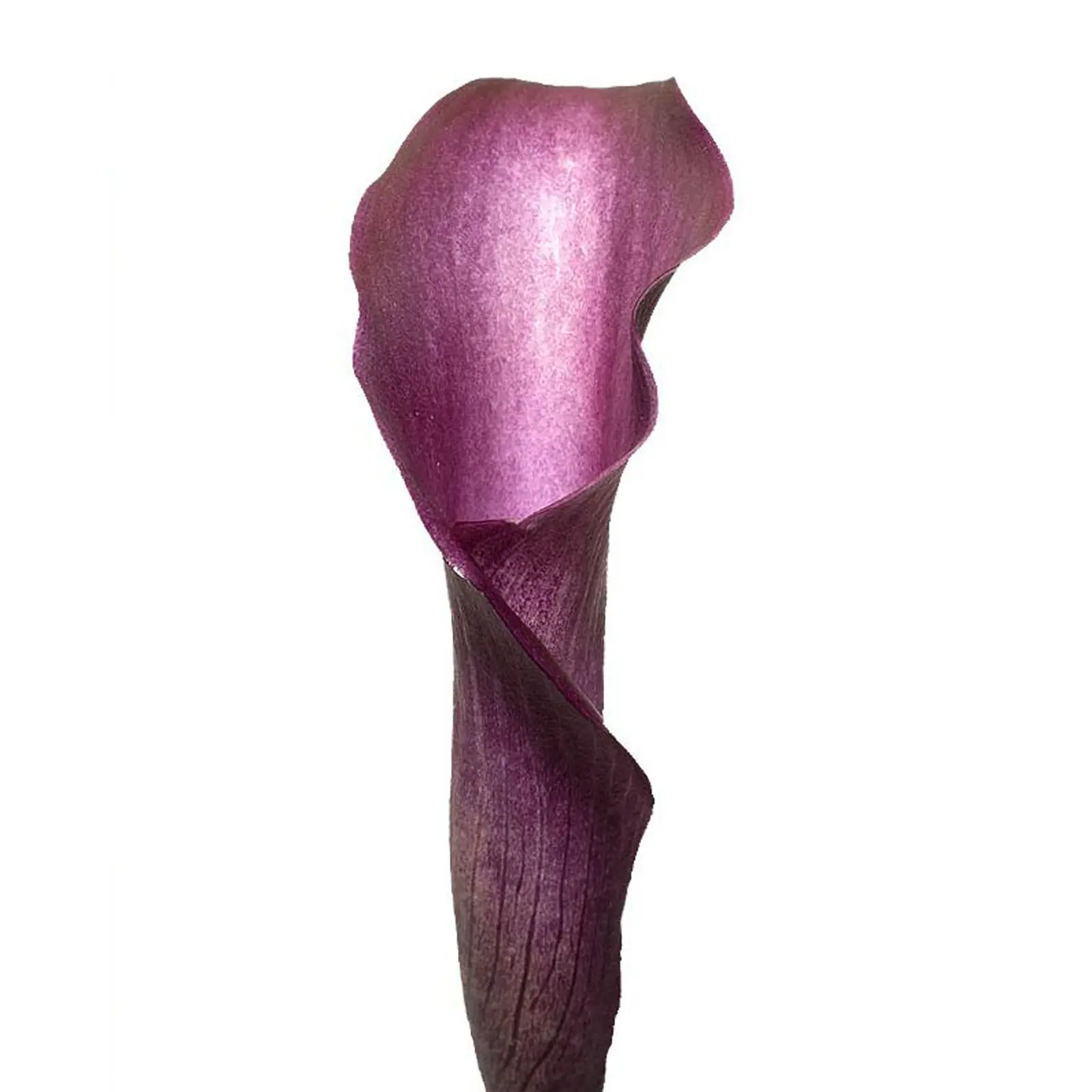 Purple Mini Calla Lilies