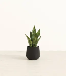 Green Snake Plant